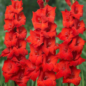 Гладиолус крупноцветковый Ред Бьюти