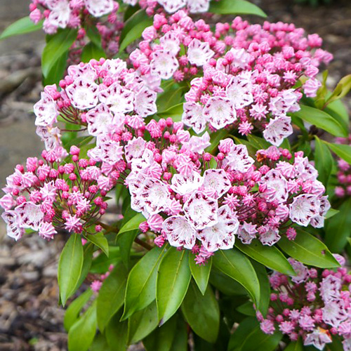 Кальмия широколистная Kalmia latifolia