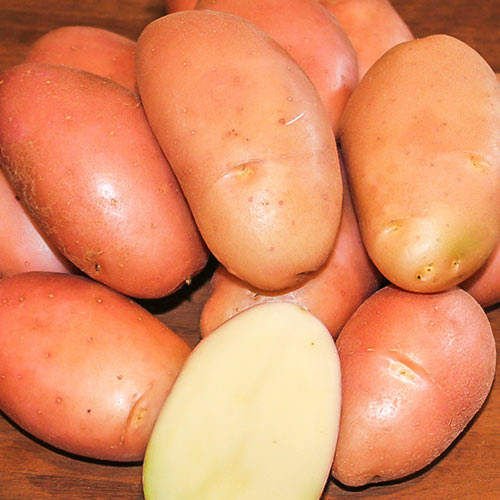 Картофель Фавори�� купить в интернет-магазине • bigsad