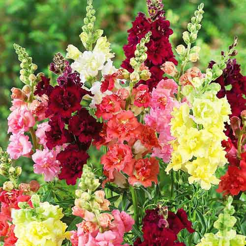 Antirrhinum Snaptastic Pink