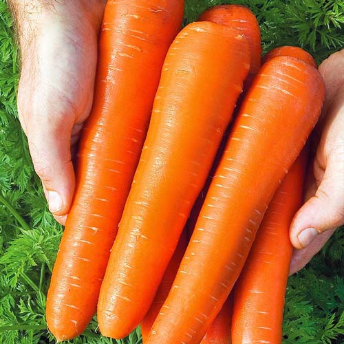 Морковь Русский Размер