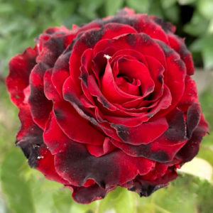 Роза чайно-гибридная Лавли Ред