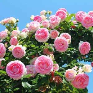 Роза плетистая Розовая крупная