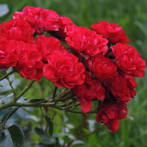 Роза почвопокровная Ред Фейри