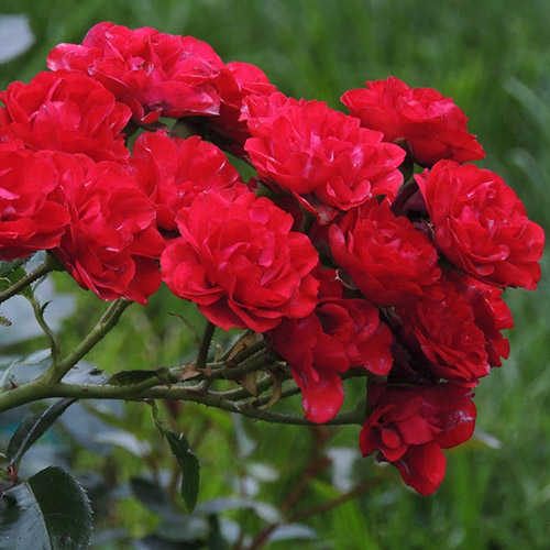 Роза почвопокровная Ред Фейри купить в интернет-магазине • bigsad