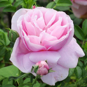 Роза чайно-гибридная Липарфюм