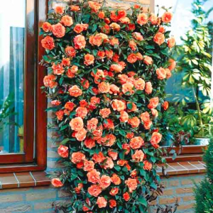 Роза плетистая Оранжевая