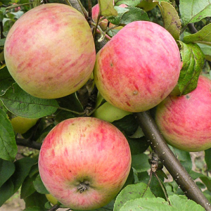 Яблоня сорт Антоновка десертная желто-розовая