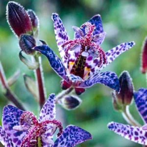 Трициртис (садовая орхидея) Блю