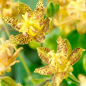 Трициртис (садовая орхидея) Голден Фестивал