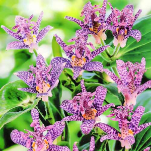 Трициртис (садовая орхидея) Пурпл