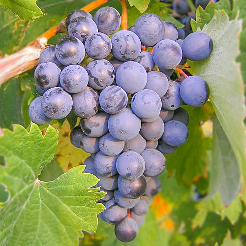 Фото винограда Башкирского
