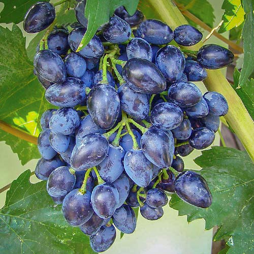 Сорт винограда викинг фото и описание