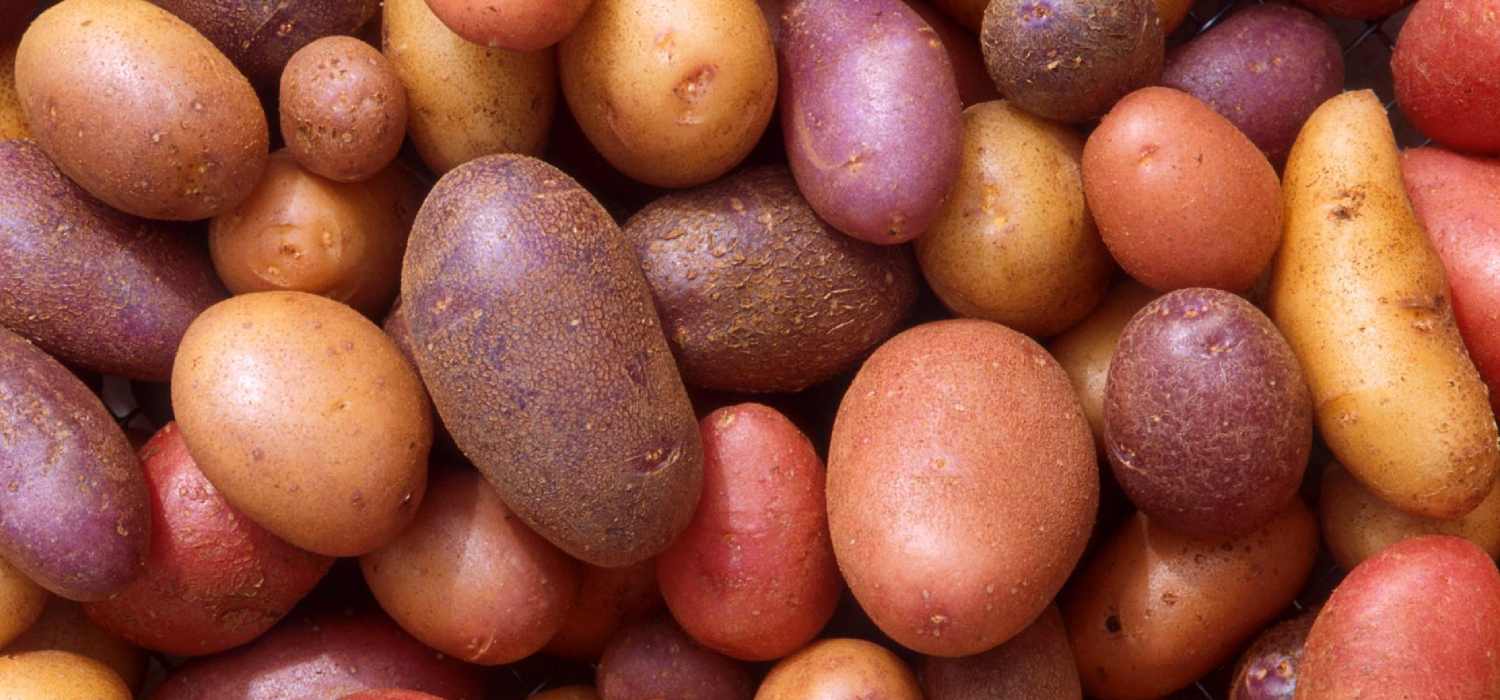 Где купить клубни картошки?