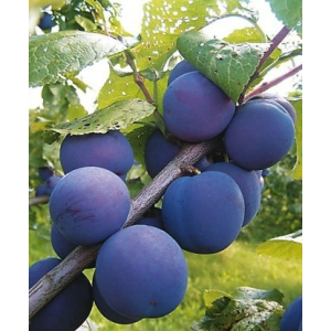 Слива Кромань (Prunus domestica) 1 шт ЗКС с3