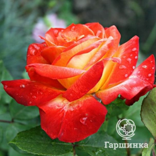 Роза Пигаль 85 флорибунда