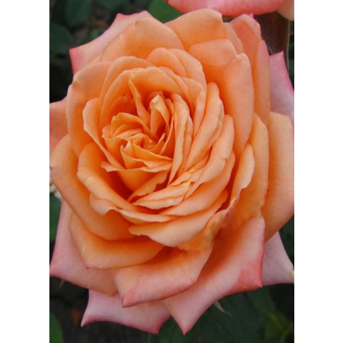 Роза чайно-гибридная Эльдорадо 1 шт ЗКС с2