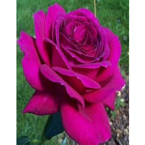 Роза чайно-гибридная Малиновый звон 1 шт ЗКС с2