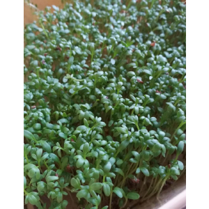 Микрозелень кресс-салат Данский 10 гр цв.п.