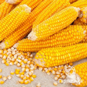 Семена Кукуруза Попкорн 10шт