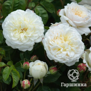 Роза Транквилити, Д.Остин кустарниковая