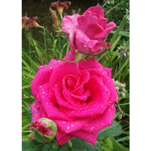 Роза чайно-гибридная Шакира 1 шт ЗКС с2