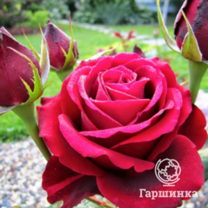 Роза Норита чайно-гибридная, Топалович