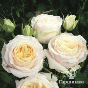 Роза Лэмп кустарниковая