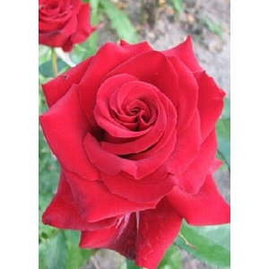 Роза чайно-гибридная Лавли Ред 1 шт ЗКС с2