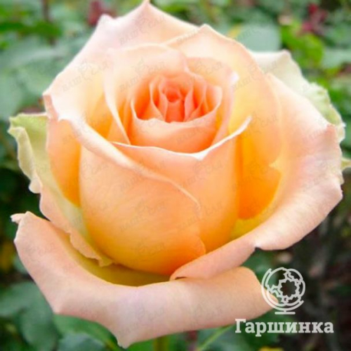 Роза Версилия чайно-гибридная, Топалович