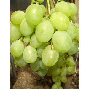 Виноград плодовый Талисман (Кеша) 1 шт ЗКС р9
