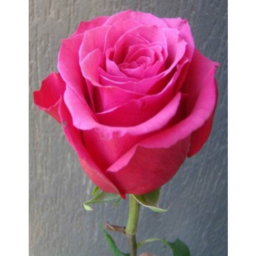 Роза чайно-гибридная Топаз 1 шт ЗКС с2