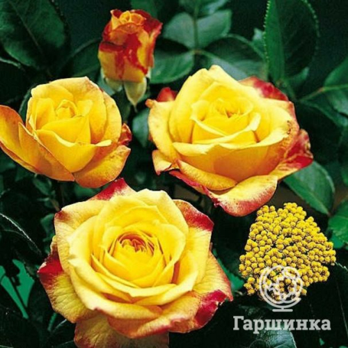 Роза Генриетта чайно-гибридная, Топалович