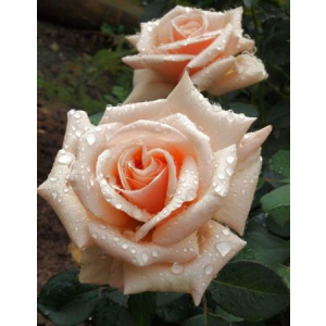 Роза чайно-гибридная Ройал Паркс 1 шт ЗКС с2