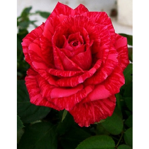 Роза чайно-гибридная Ред интуишен 1 шт ЗКС с2