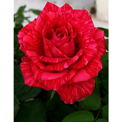Роза чайно-гибридная Ред интуишен 1 шт ЗКС с2