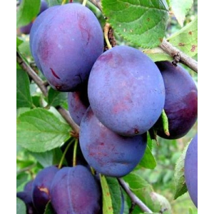 Слива Кубанский Карлик (Prunus domestica) 1 шт ЗКС с3