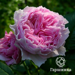 Роза Роуз Лайт кустарниковая