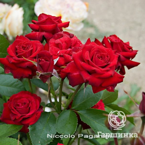 Роза Николо Паганини флорибунда
