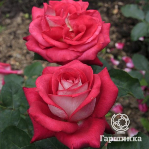 Роза Моника Беллуччи чайно-гибридная, Топалович