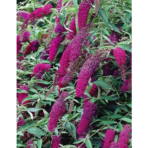 Буддлея Давида Ройал Ред (Buddleja davidii Royal Red) 1 шт ЗКС р9