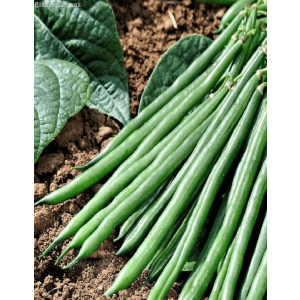 Фасоль овощная московская белая зеленостручная 556 5 гр цв.п купить винтернет-магазине • bigsad