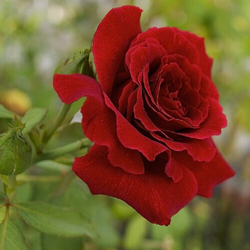 Роза миниатюрная Красный 1 шт