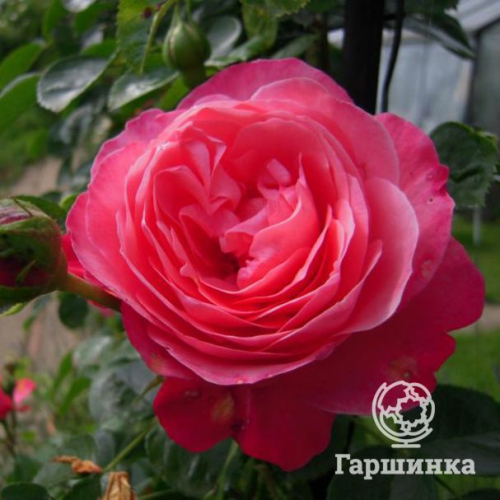 Роза Темпера плетистая