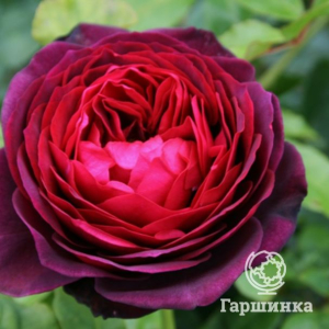 Роза Морелло кустарниковая