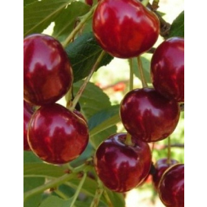 Вишня Живица (Prunus cerasus) 1 шт ЗКС с3