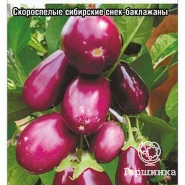 Семена Баклажан Сибирский кистевой 20шт купить в интернет-магазине • bigsad