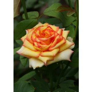Роза миниатюрные Амбианс 1 шт ЗКС с2