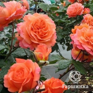 Роза Салмон кустарниковая