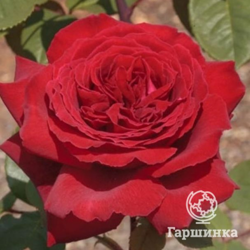 Роза Ботеро чайно-гибридная, Топалович
